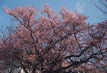 [Cherry blossoms near Kochi Airport]