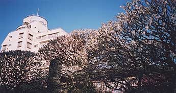 [White plum blossoms at Yushima Shrine]